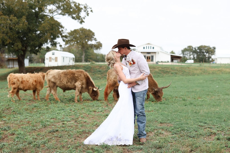 The bride and groom share a kiss in a field by cattle at a Texas Hill Country wedding venue.