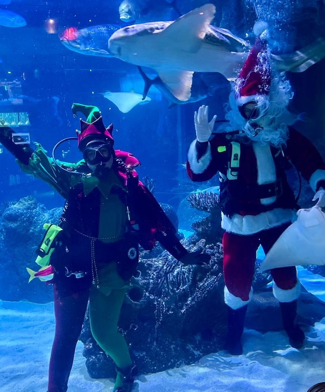 Santa and an elf in the tank at the Downtown Aquarium. 