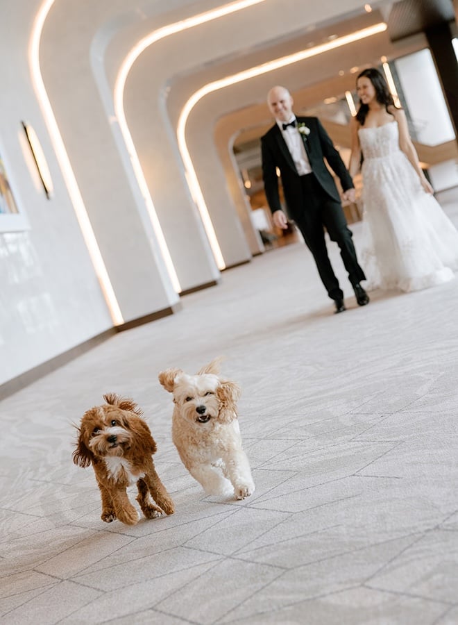 The couple's dogs run around the Thompson Houston, by Hyatt.