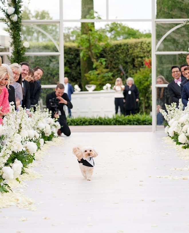 A dog walks down the aisle wearing a tuxedo.